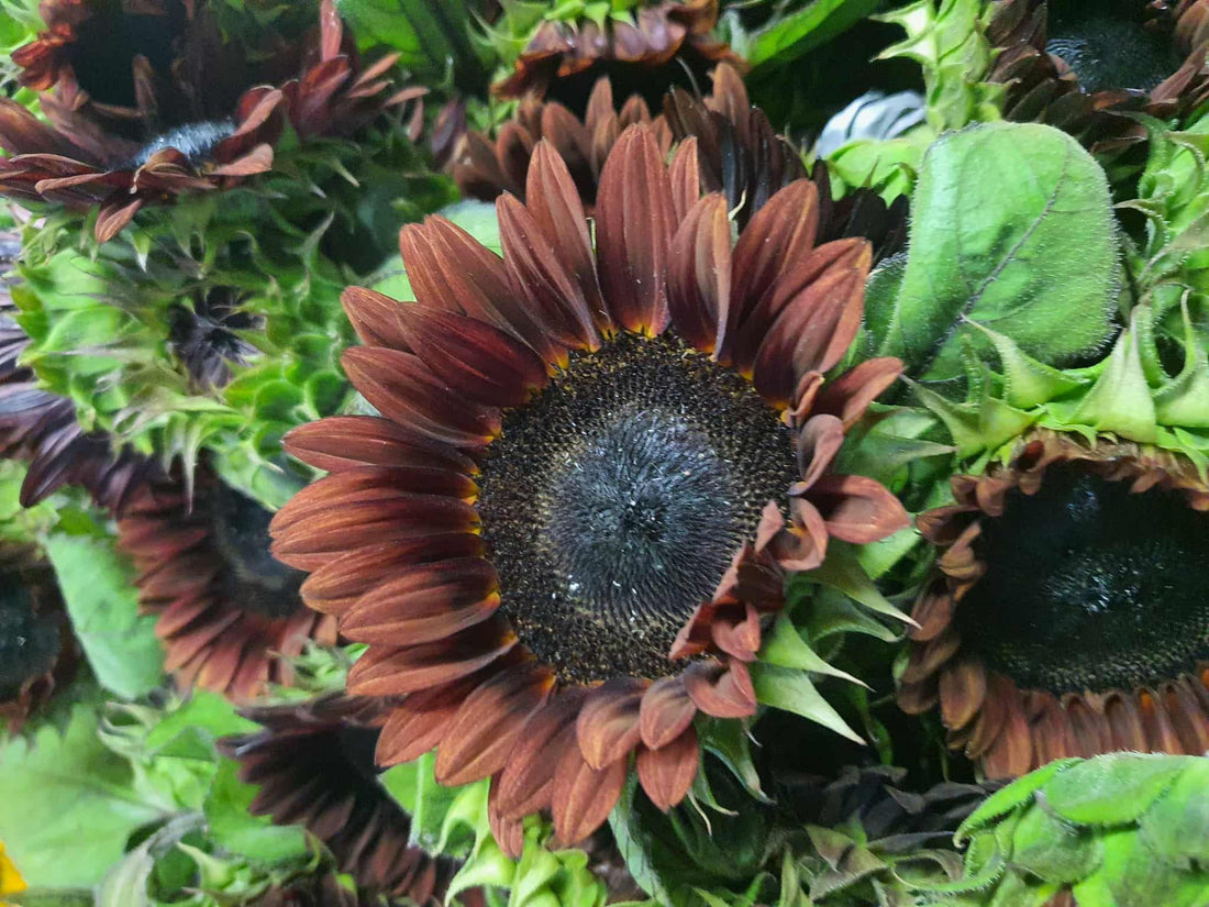 The Allure of Dark Sunflowers: A Bold Twist on a Classic Bloom