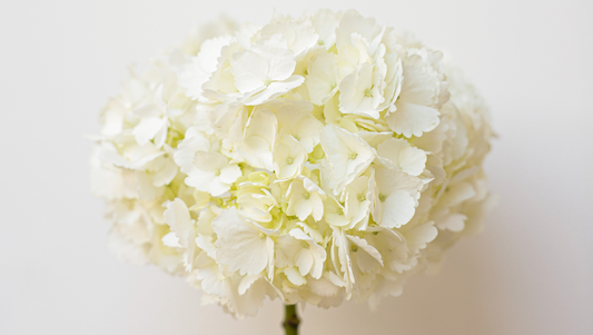 Hydrangeas: The Perfect September Flower