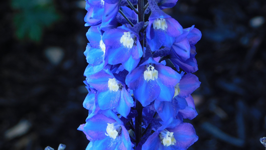 Delphinium: The Towering Bloom of Positivity and Protection