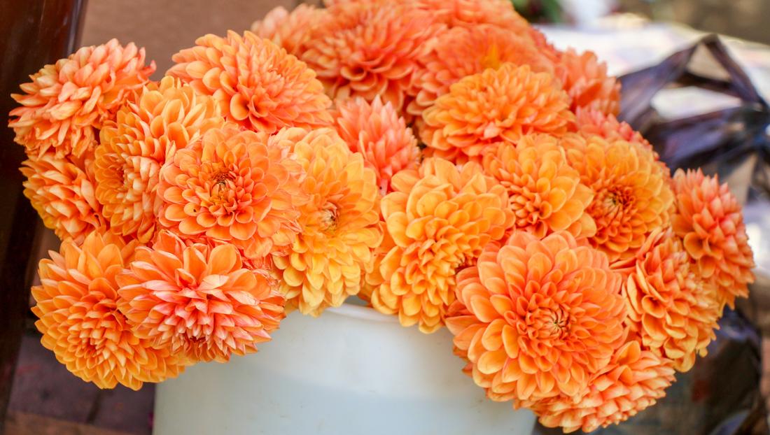 10 Most Popular Birthday Flowers and Their Meanings