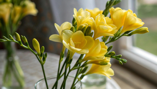 Freesia: The Fragrant and Delicate Bloom