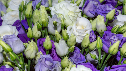 Lisianthus vs. Roses: How These Romantic Blooms Differ