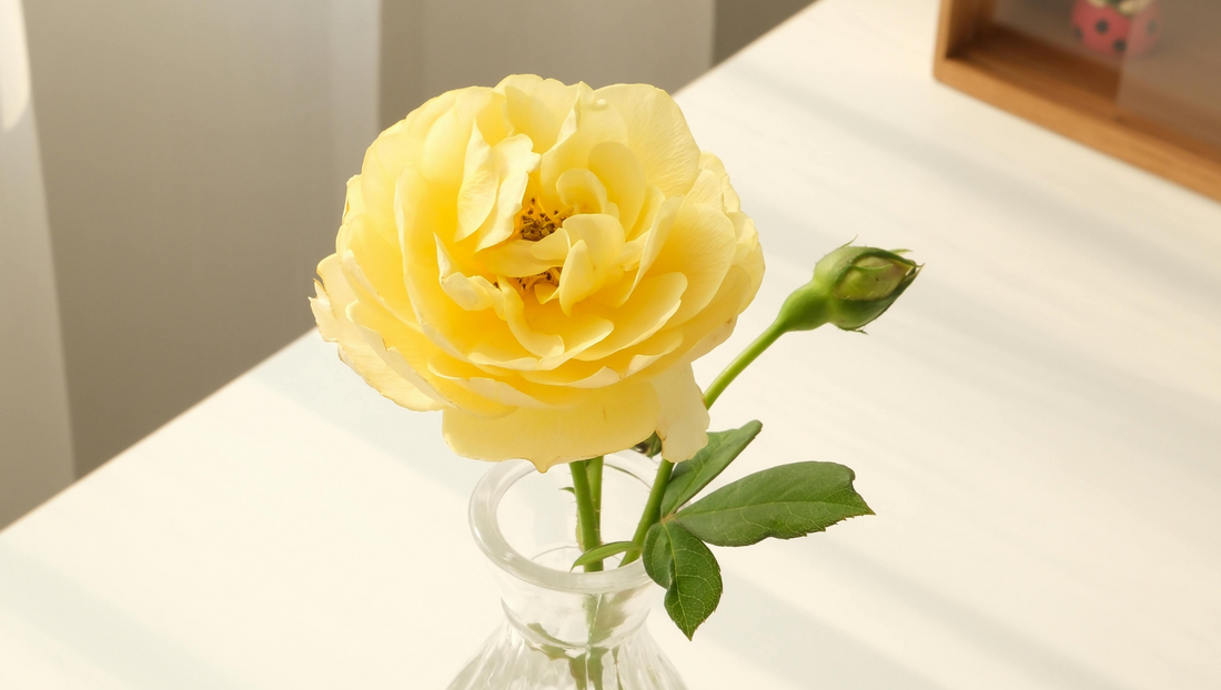 Yellow Roses: The Symbol of Friendship, Happiness, and Warmth