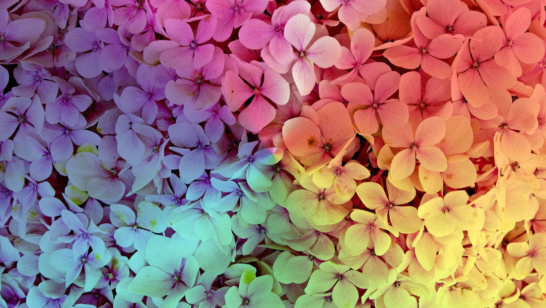 Why Do Hydrangeas Come in Different Colors? - BestBloomBuddy
