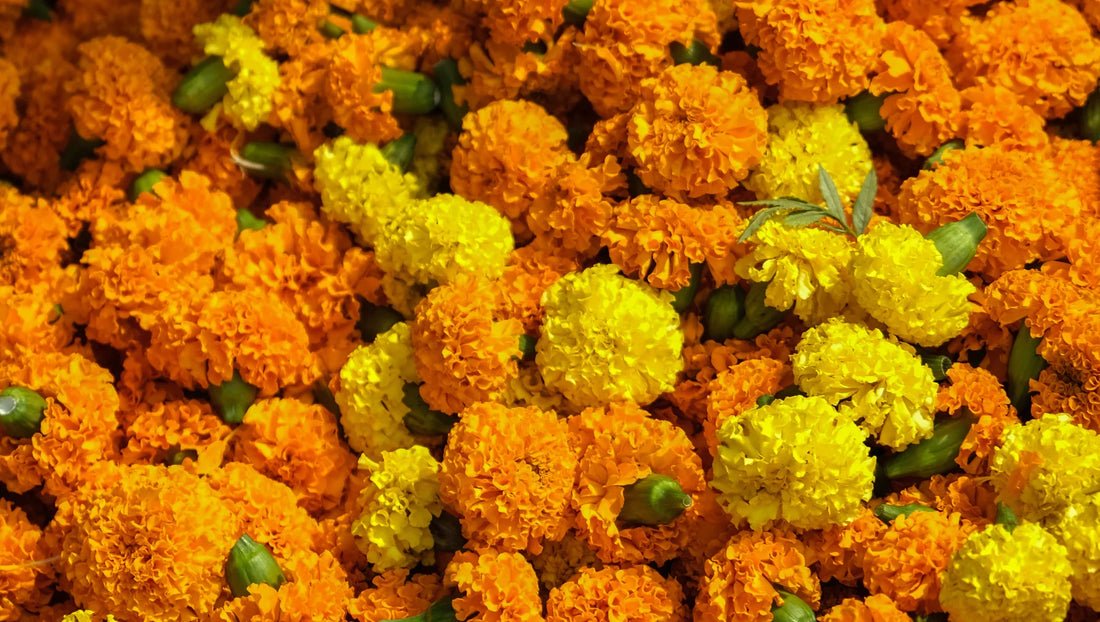 Marigold Flowers in Thailand – Bright, Auspicious Blooms for the Rainy Season - BestBloomBuddy