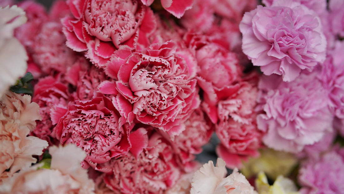 Carnations and Their Meanings: A Classic Mother's Day Bloom