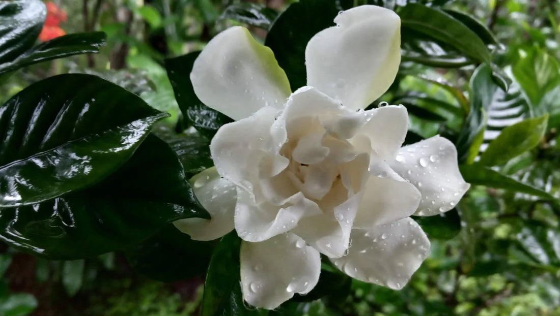 Gardenia Flowers in Thailand – A Pure and Fragrant Rainy Season Favorite - BestBloomBuddy