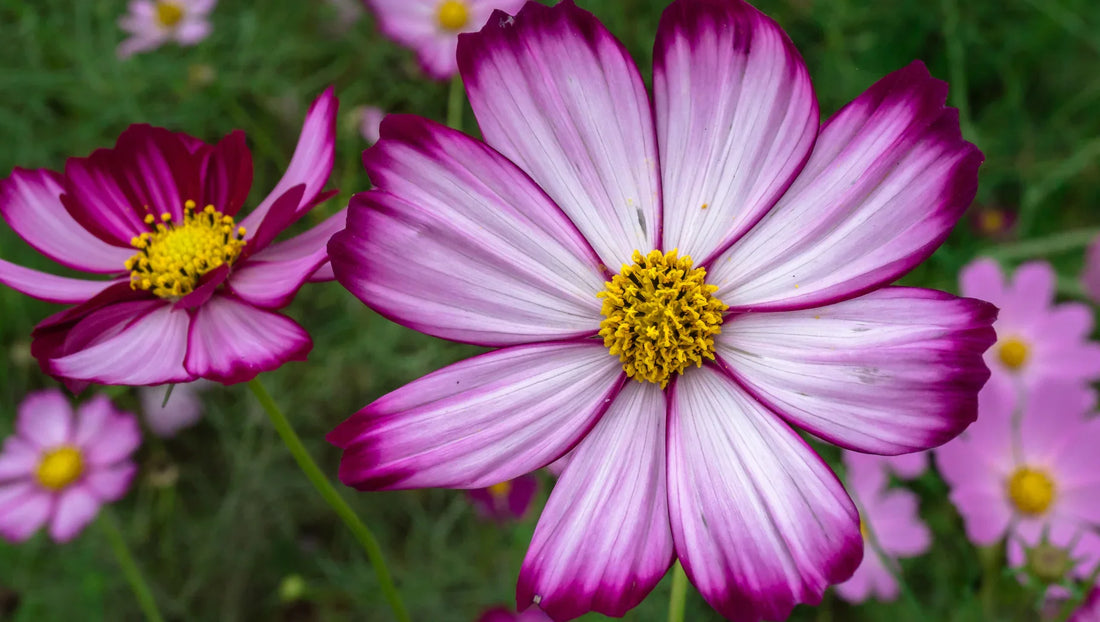 Cosmos Flowers in Thailand – Soft, Colorful Charm for the Rainy Season