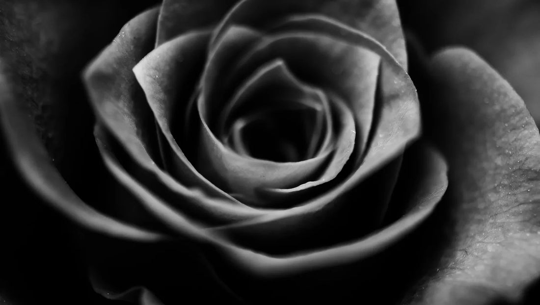 Black Roses: Meaning, Myths, and How They’re Made - BestBloomBuddy