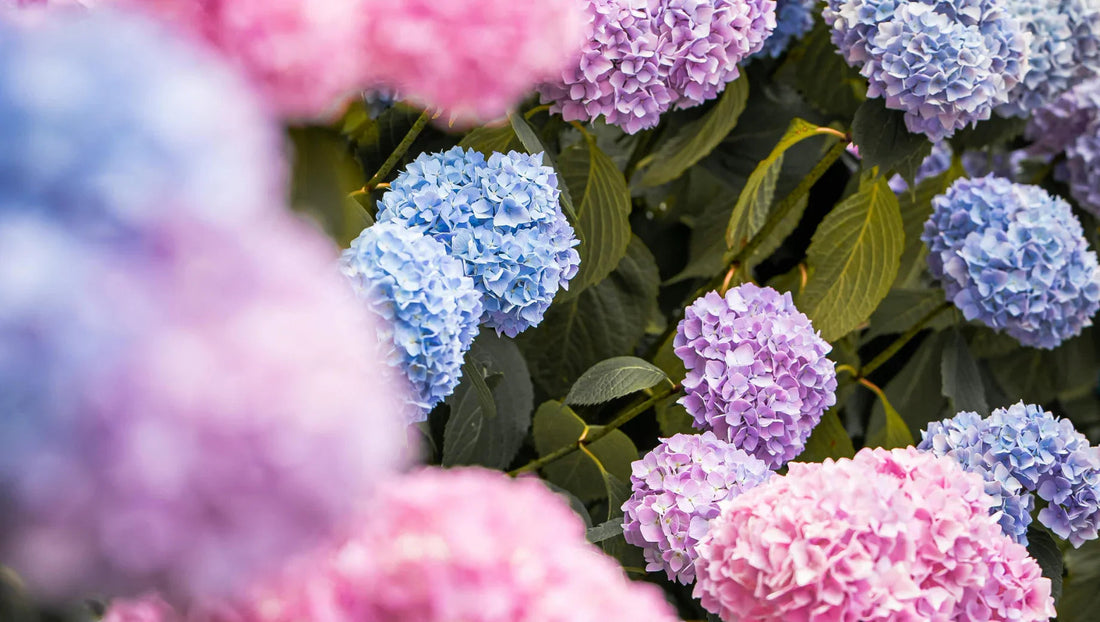 Hydrangea Flowers in Thailand – Perfect Rainy Season Gifts - BestBloomBuddy