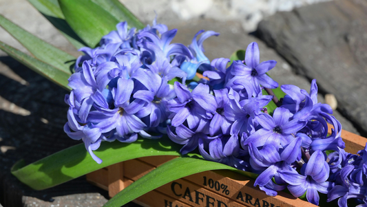 Hyacinths: Fragrance, Elegance, and Symbolism in Bloom