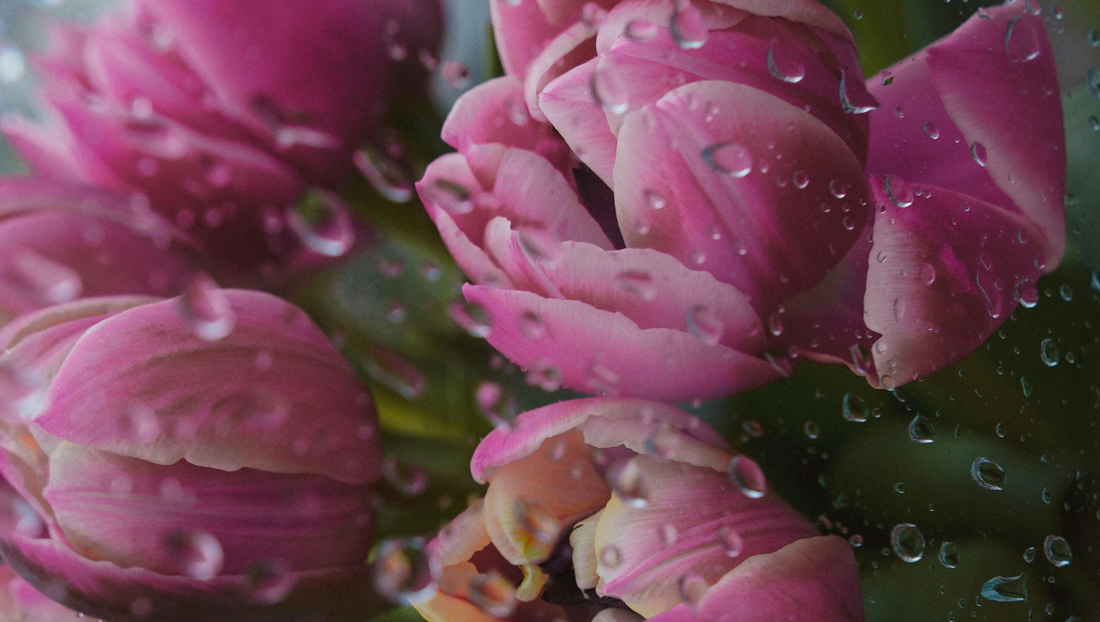 Rainy Season in Thailand: A Time for Nature, Reflection, and Sending Flowers with Meaning - BestBloomBuddy