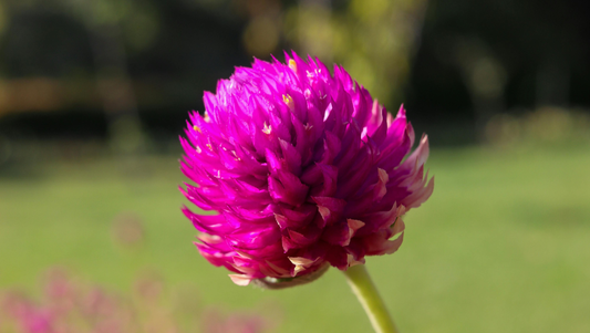 Globe Amaranth: The Everlasting Flower of Joy and Memory