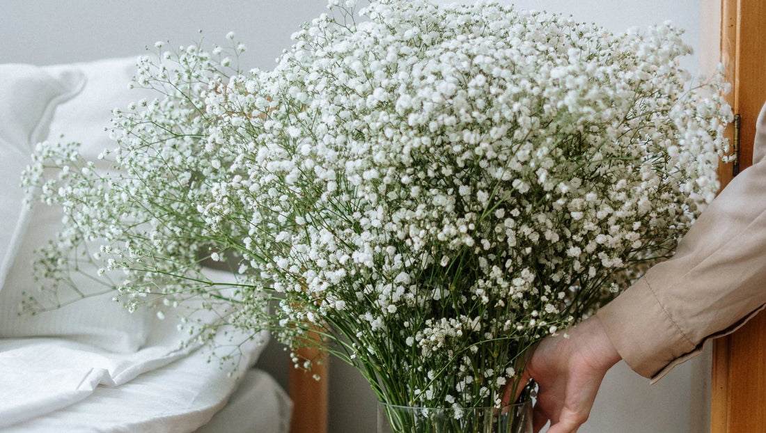 Baby’s Breath: The Timeless Filler Flower Loved by Florists Worldwide