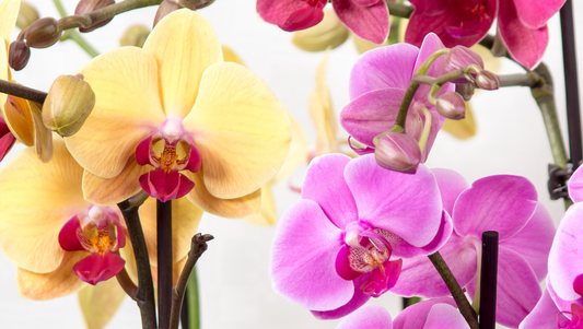 Popular Orchids in Thailand: A Guide for Flower Lovers