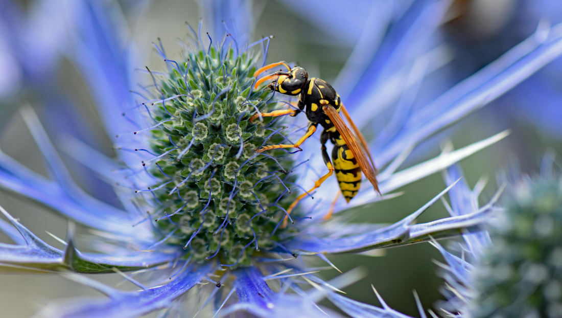 Blue Thistle / Eryngium: The Unique and Striking Accent