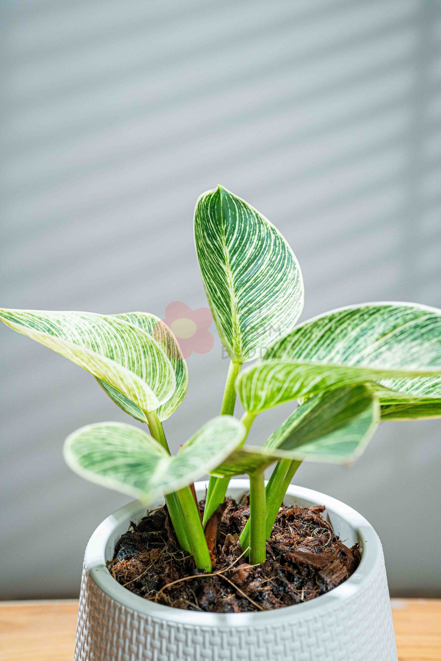 Philodendron 'Birkin'