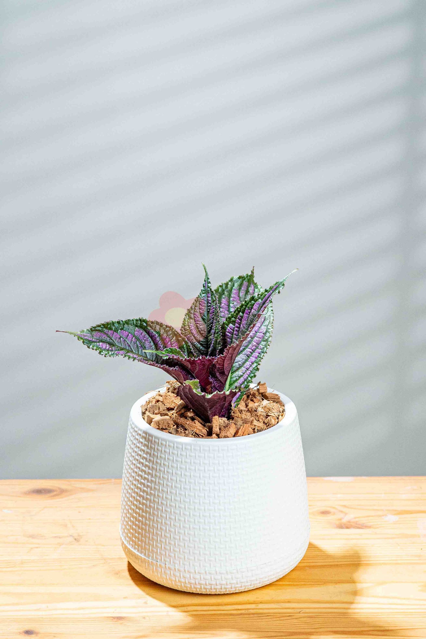 Persian Shield