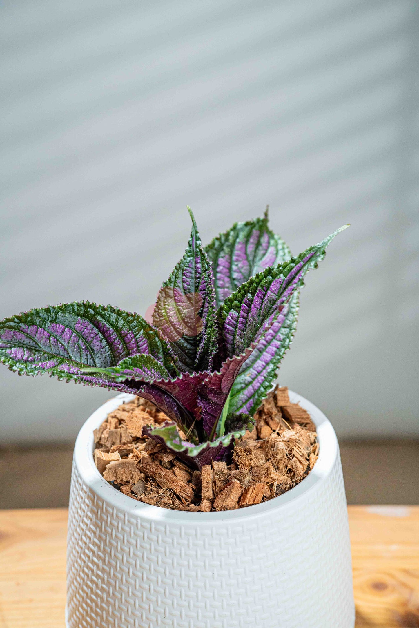 Persian Shield