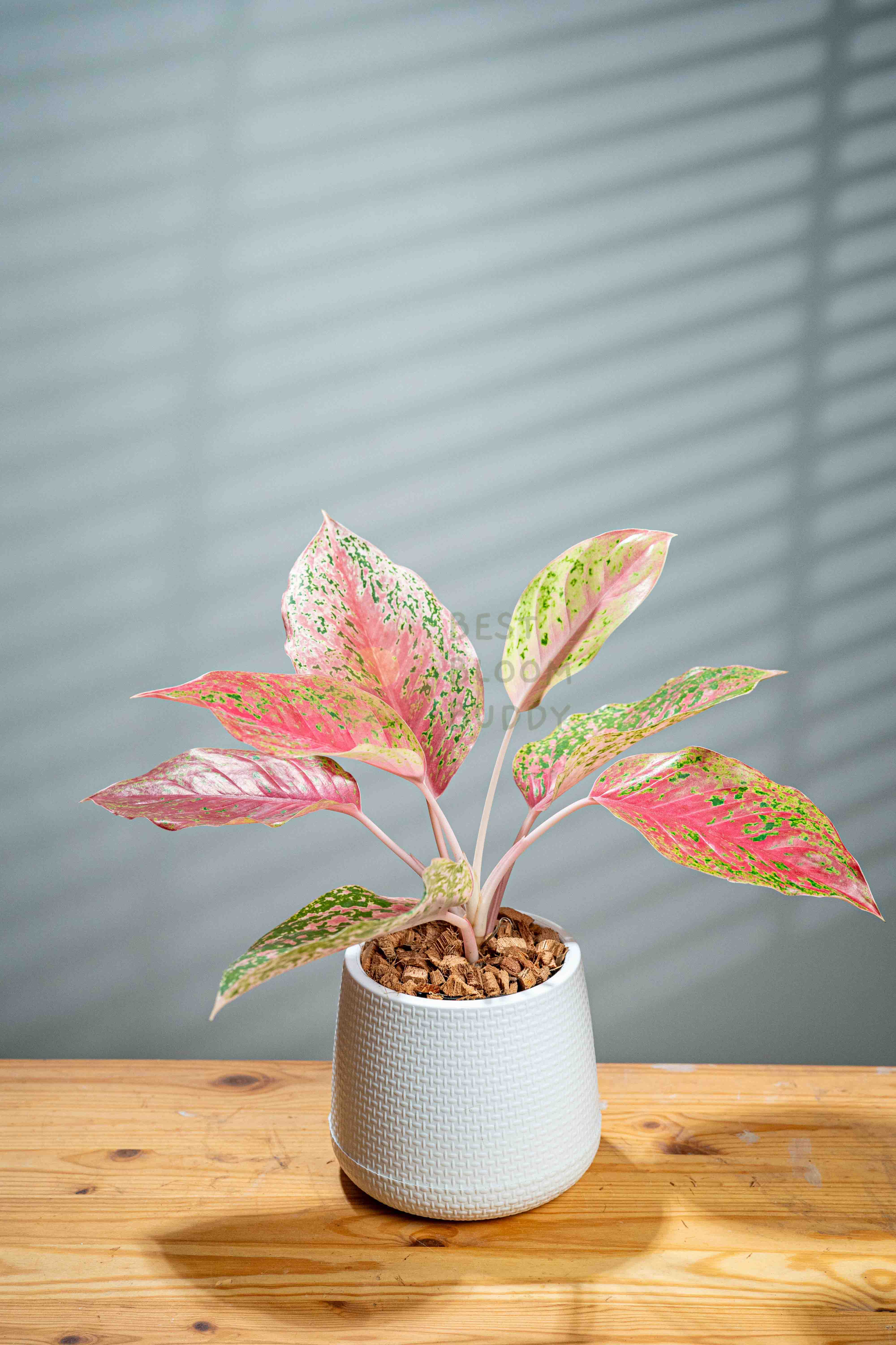 laksap aglaonema Aglaonema sp. 'Laksap'