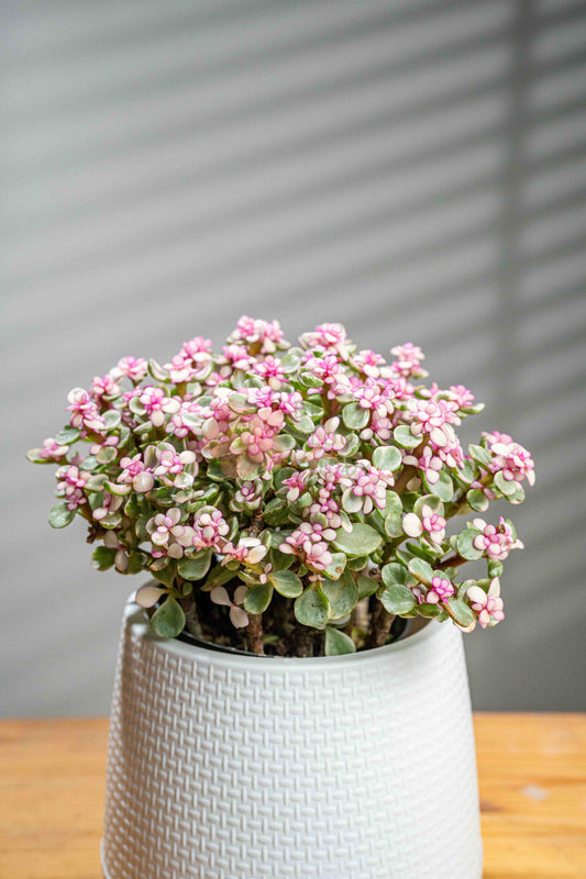 Elephant Bush - BestBloomBuddy