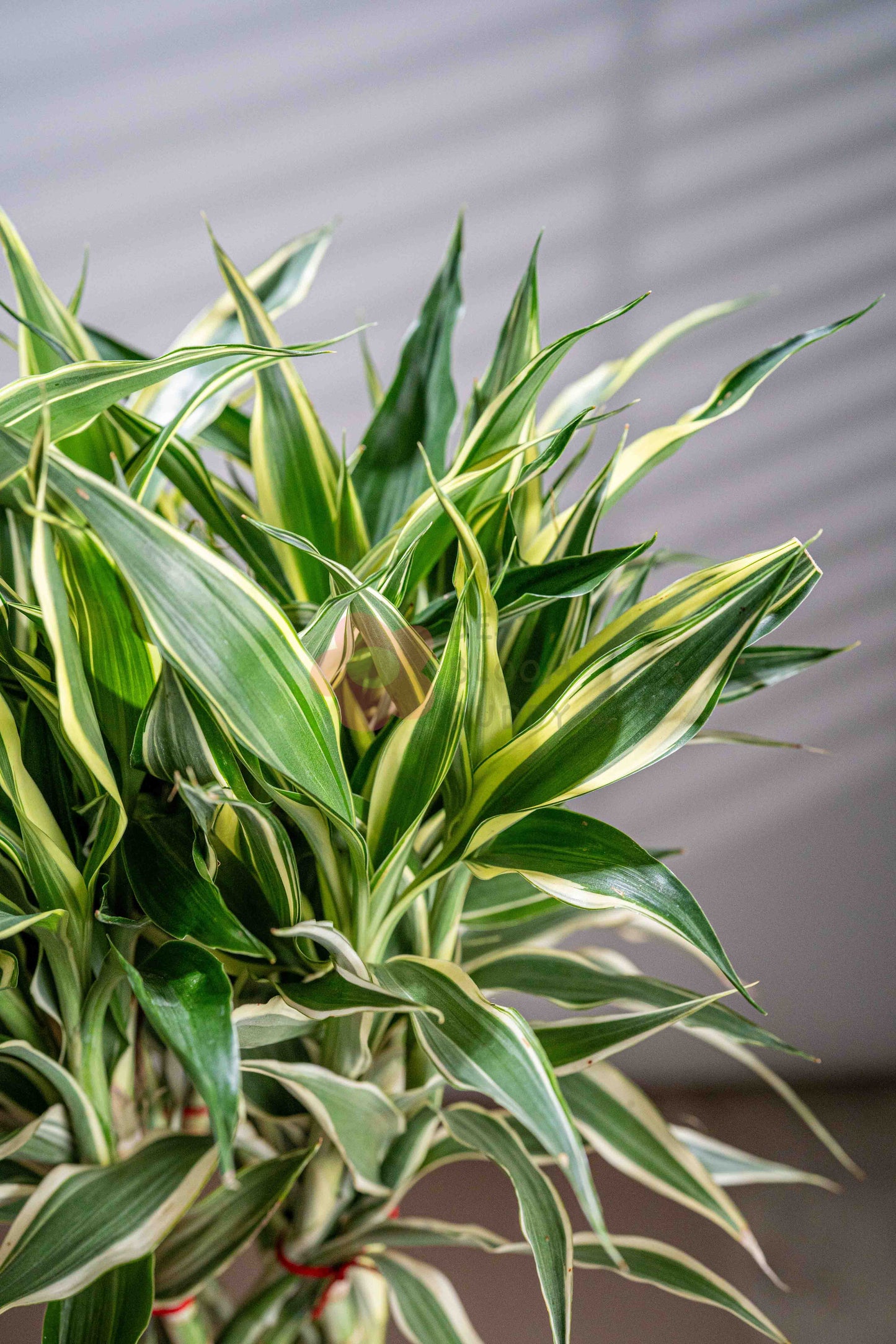 Lucky Bamboo