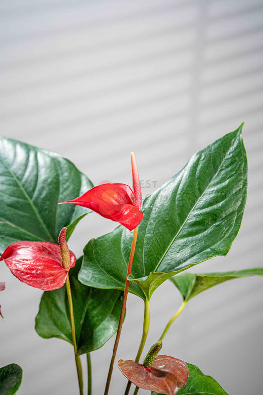 Anthurium - BestBloomBuddy