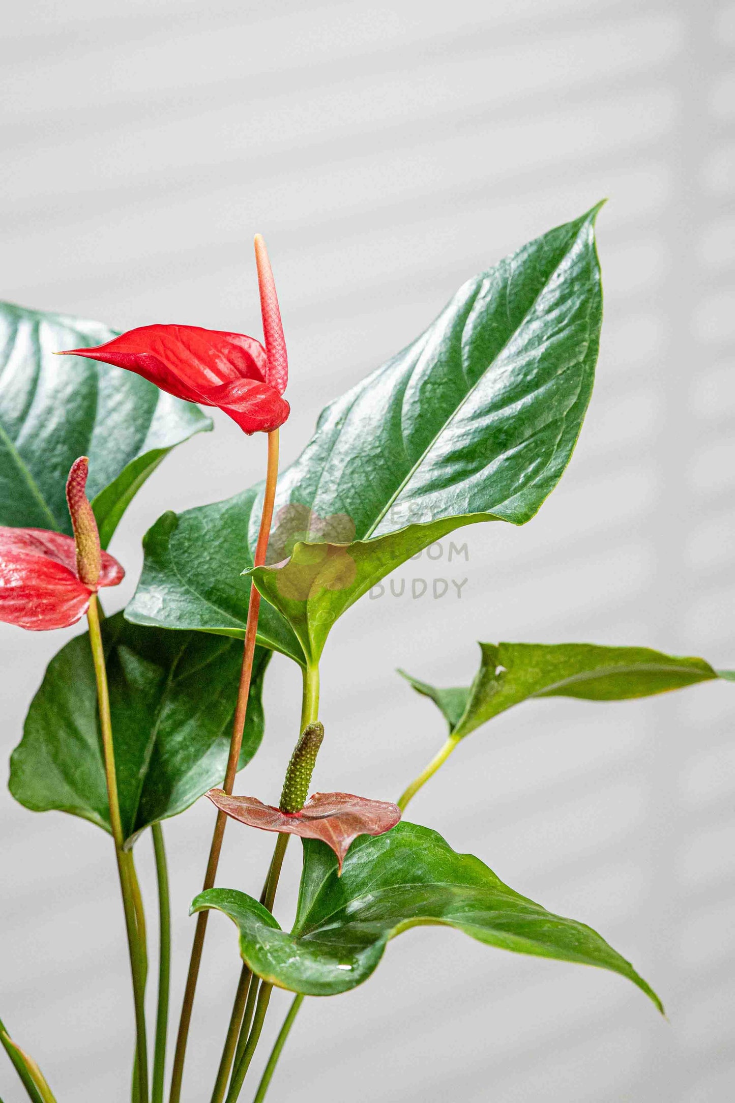 Anthurium