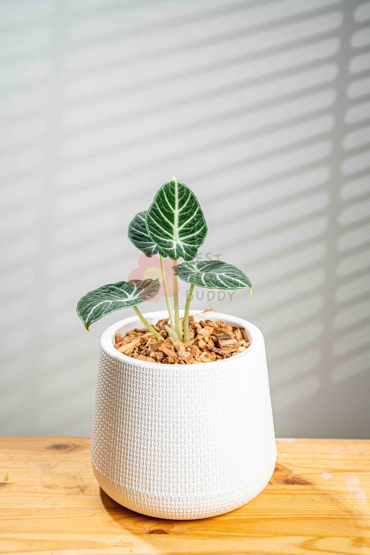 Alocasia Black Velvet Ninja - BestBloomBuddy