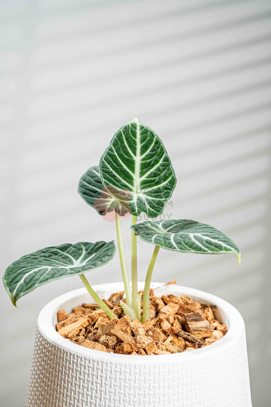Alocasia Black Velvet Ninja - BestBloomBuddy