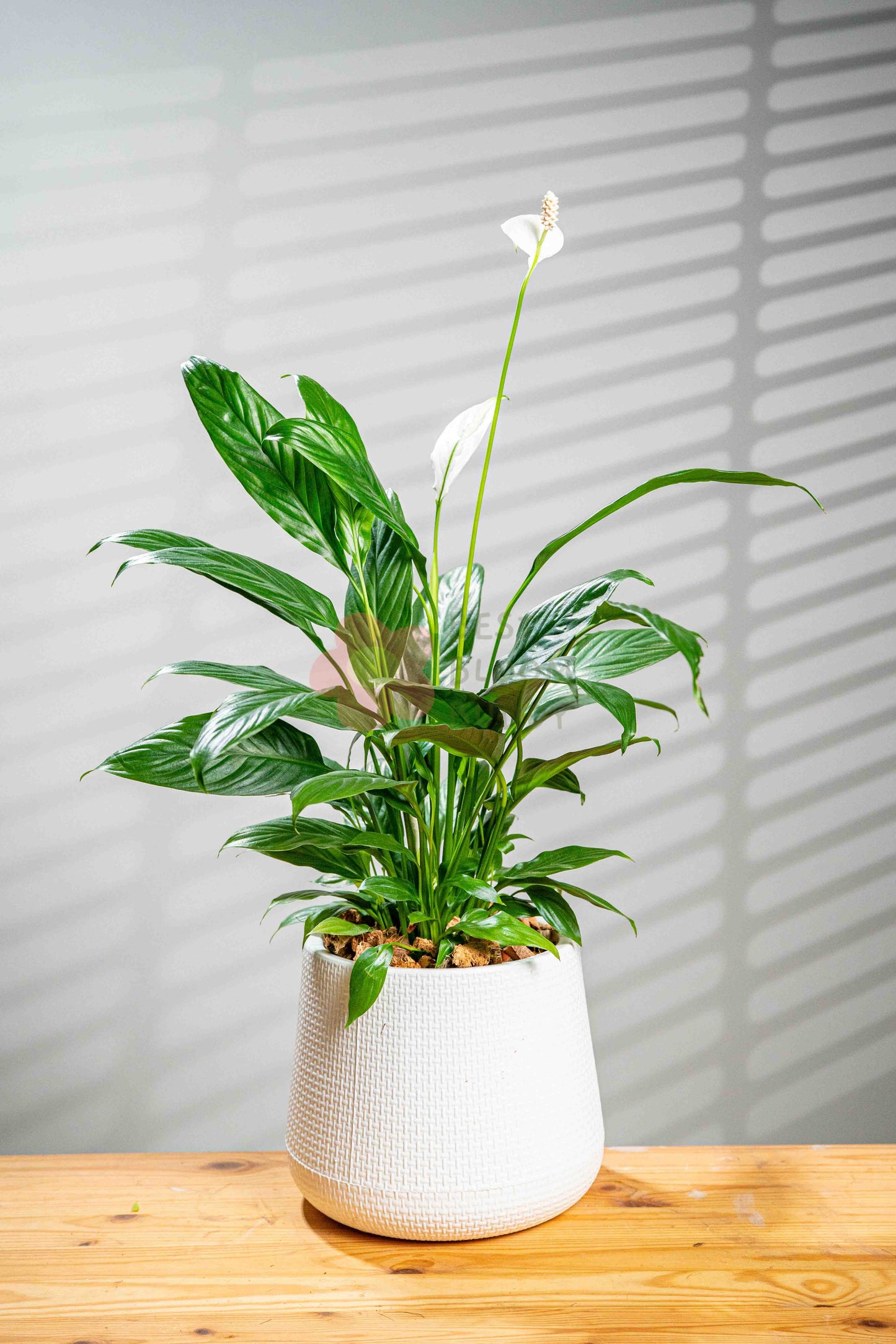 Peace lily