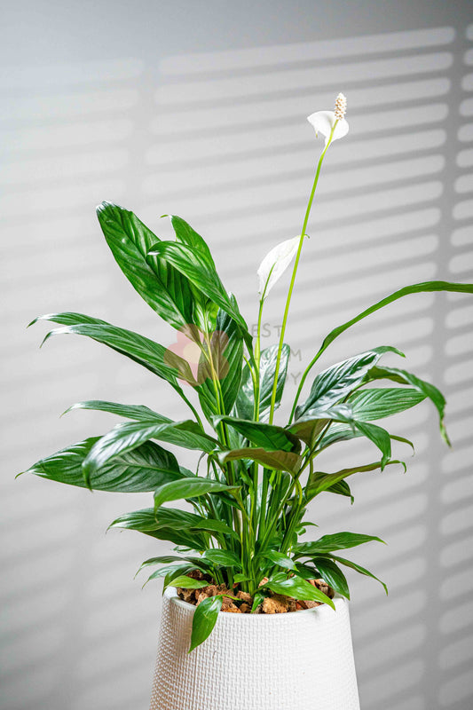 Peace lily - BestBloomBuddy