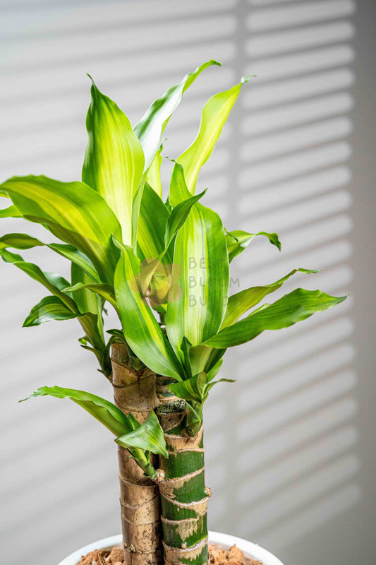 Dracaena - BestBloomBuddy