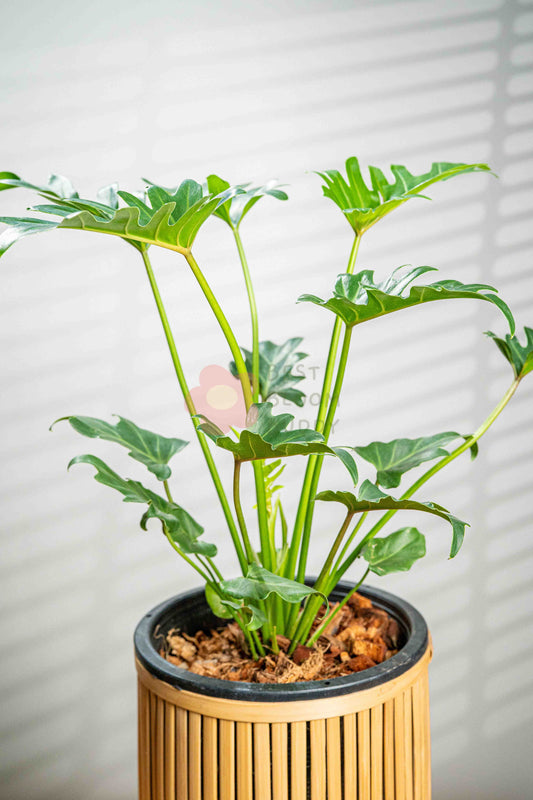 Philodendron Xanadu - BestBloomBuddy