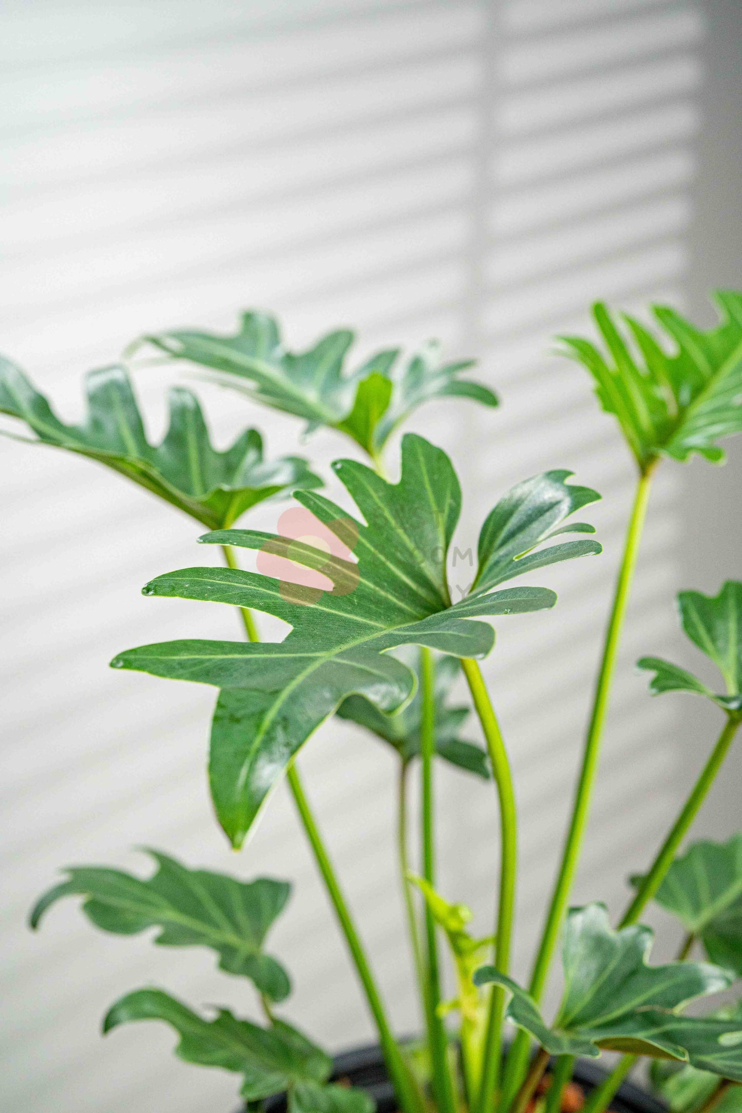 Philodendron Xanadu
