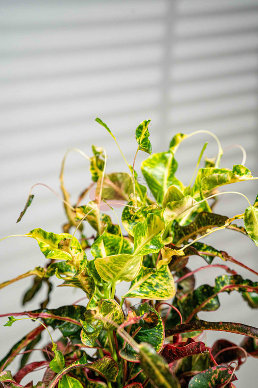 Garden Croton - BestBloomBuddy