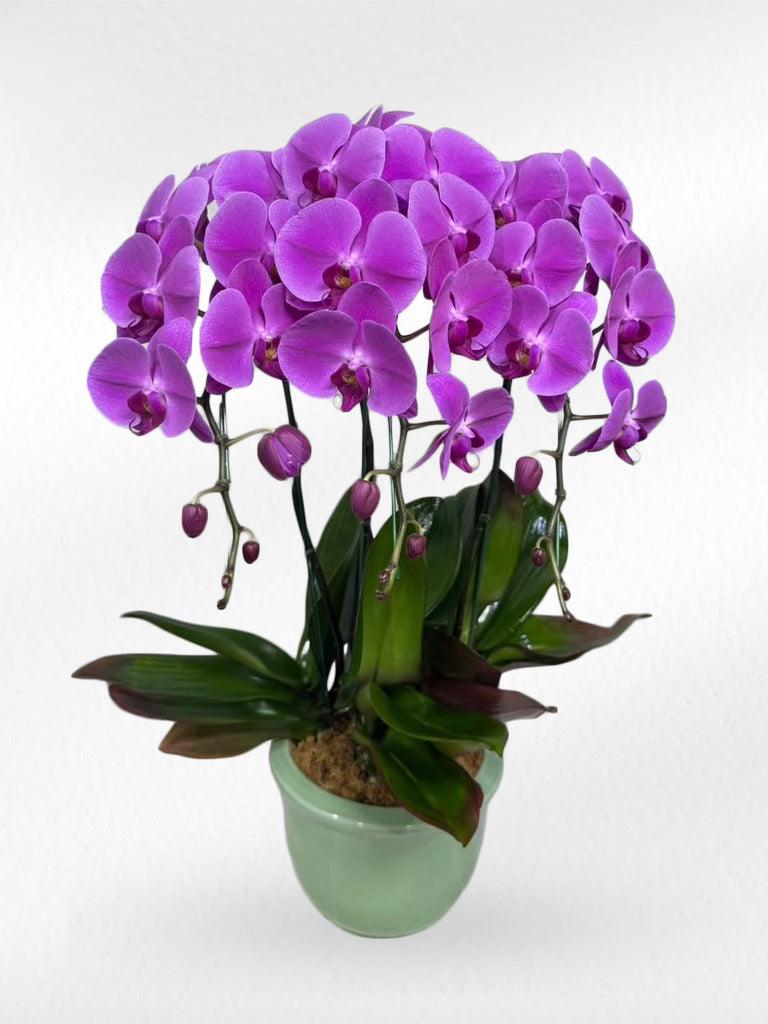 dark purple plant pot Purple Phalaenopsis Orchid 3 Plants Green Ceramic Pot – Same-Day Delivery Thailand