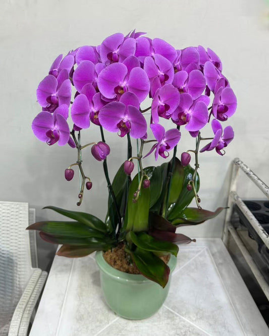 Purple Phalaenopsis Orchid (3 Plants) กล้วยไม้ฟาแลนสีม่วง 3 ต้น จัดกระถาง - BestBloomBuddy