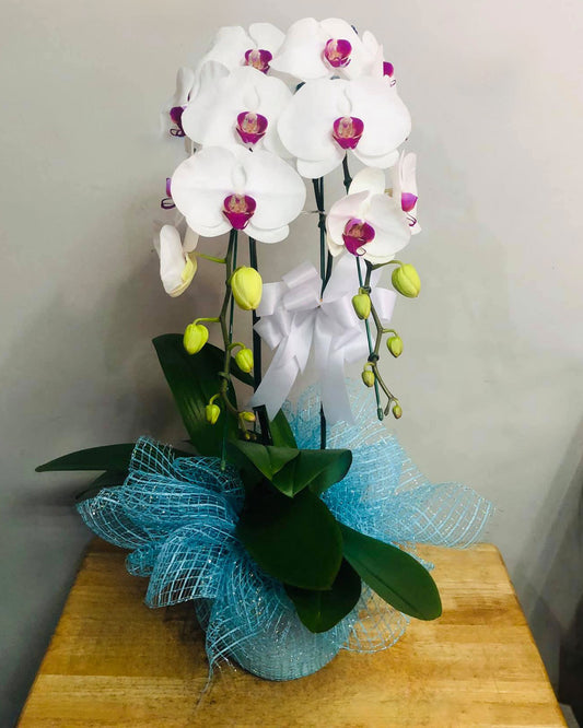 White Phalaenopsis Orchid with Purple Lip (Potted) - กล้วยไม้ฟาแลนสีขาวปากม่วง จัดกระถาง - BestBloomBuddy