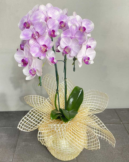 Light Purple Phalaenopsis Orchids (Potted) - กล้วยไม้ฟาแลนสีสีม่วงอ่อน จัดกระถาง - BestBloomBuddy