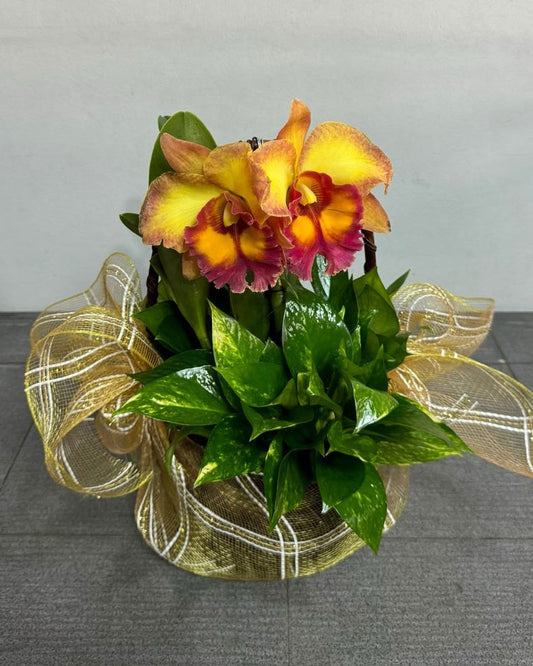 Cattleya Orchid (1–2 plants included) กล้วยไม้แคทลียาในกระถางเซรามิก 1-2 ต้น - BestBloomBuddy