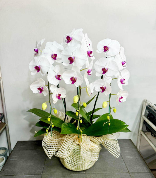 White Phalaenopsis Orchid with Purple Lip (3 Plants) กล้วยไม้ฟาแลนสีขาวปากม่วง 3 ต้น จัดกระถาง - BestBloomBuddy
