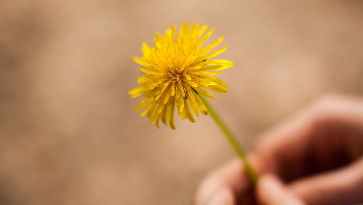 Dandelions: The Humble Flower with Deep Symbolism – BestBloomBuddy