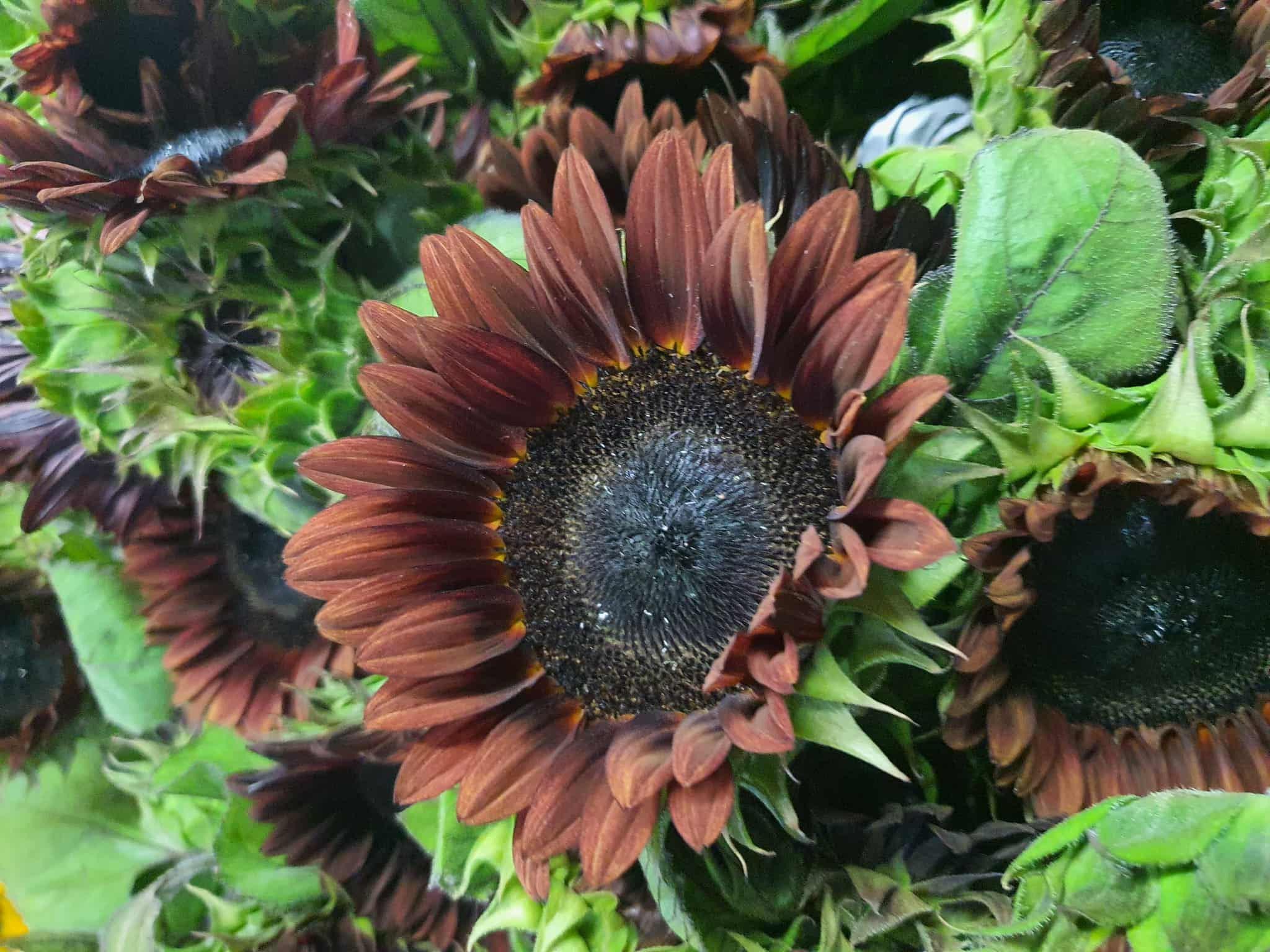 The Allure of Dark Sunflowers: A Bold Twist on a Classic Bloom - BestBloomBuddy