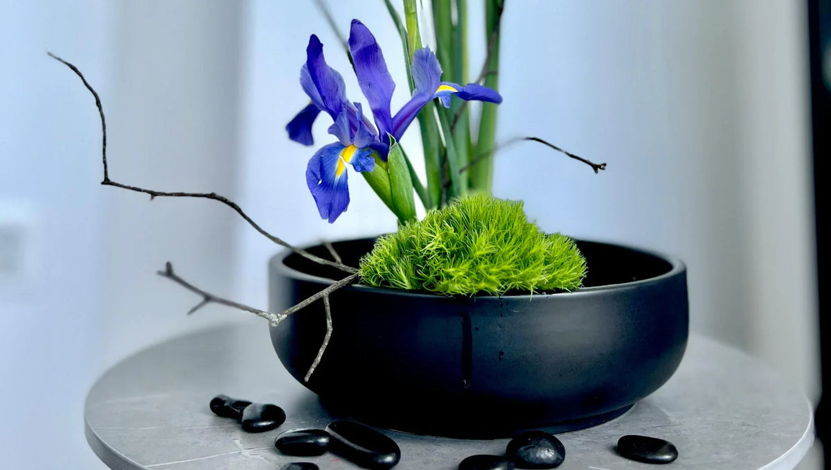Purple iris flower and green moss in black bowl with twigs and black stones on gray surface