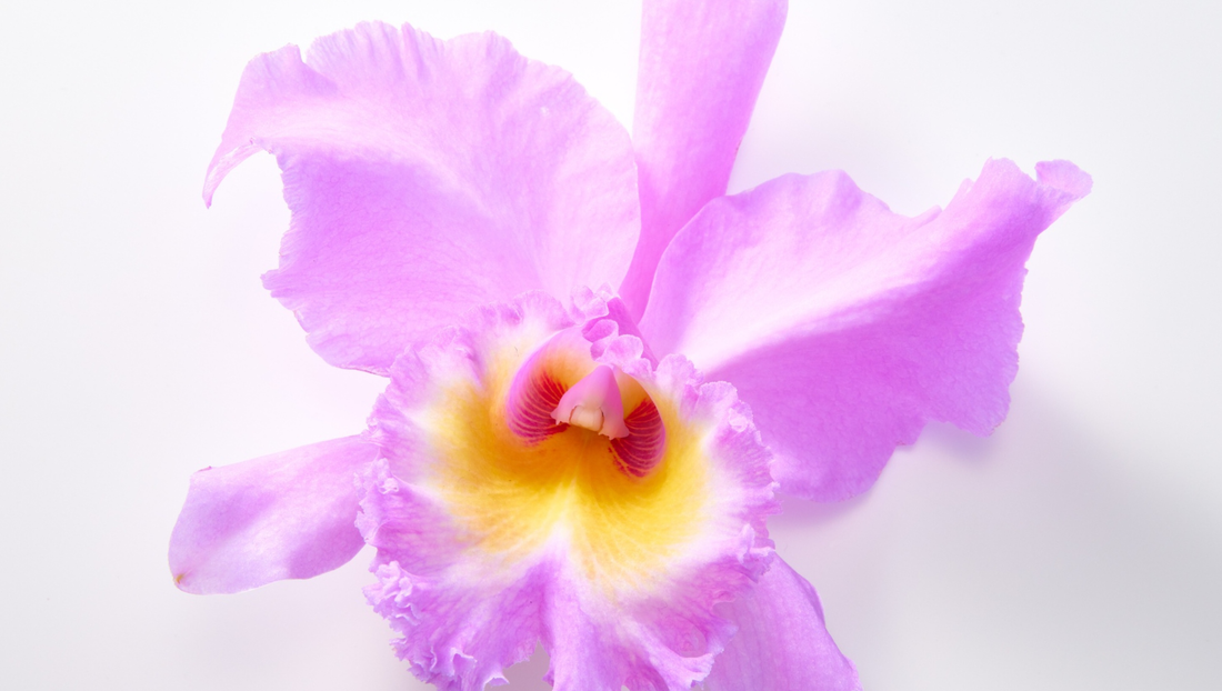 How to Care for Cattleya Orchids (Complete Beginner-Friendly Guide)
