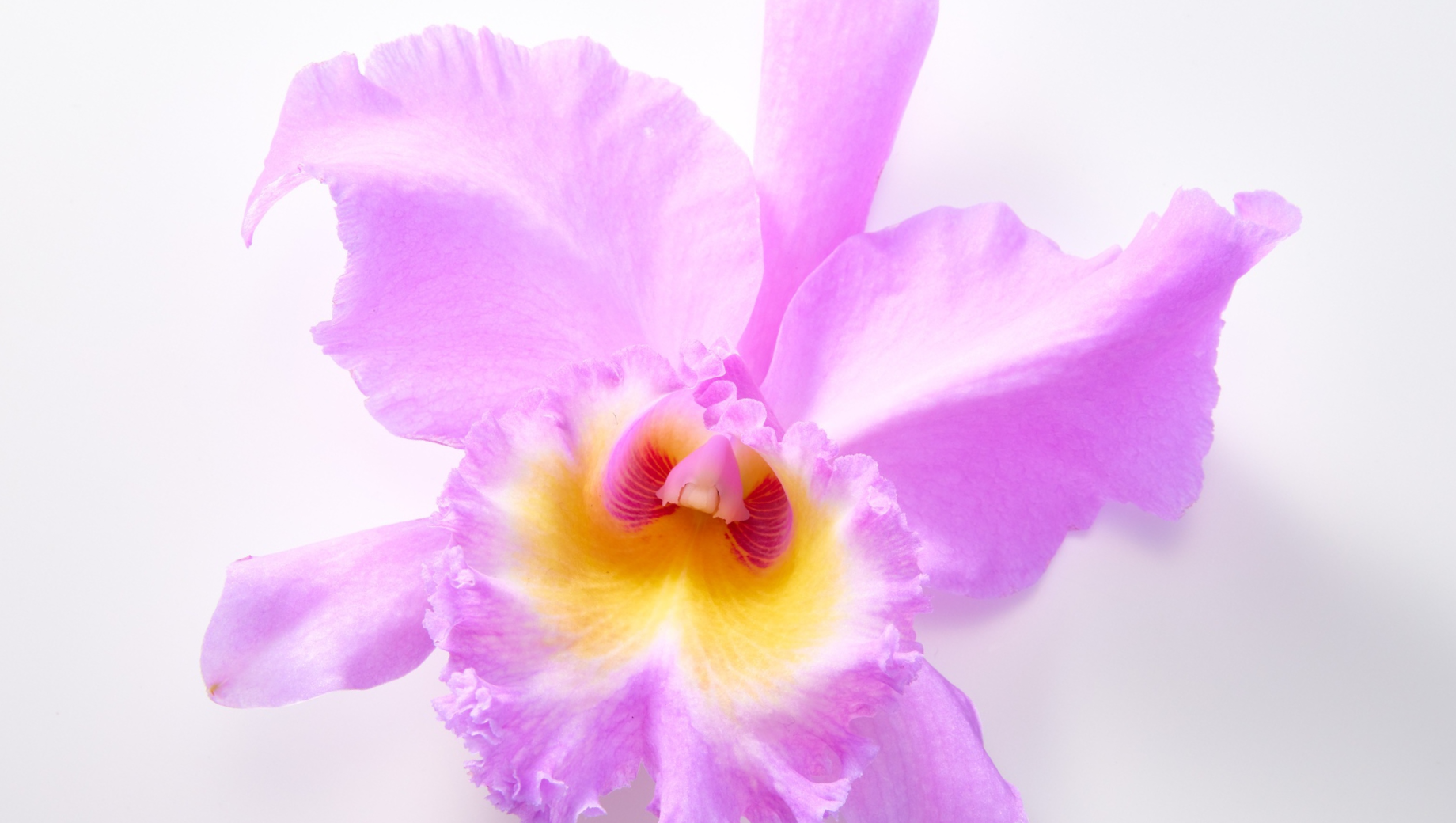 How to Care for Cattleya Orchids (Complete Beginner-Friendly Guide)