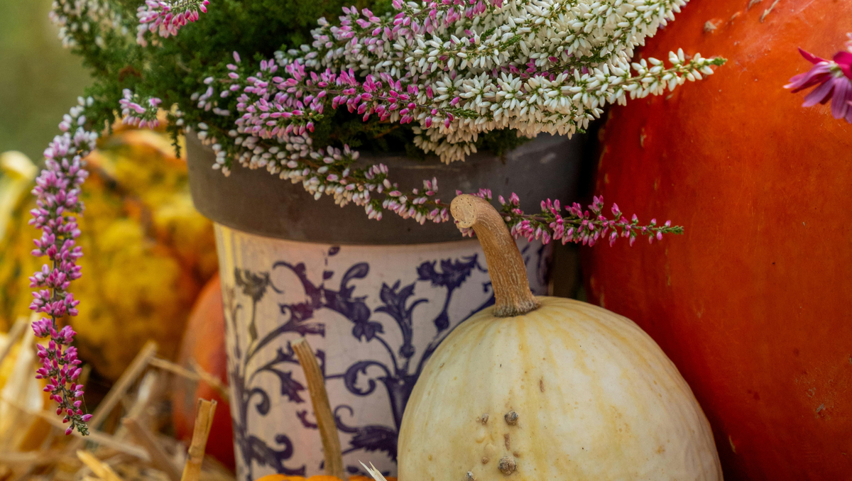 October Flowers in Thailand: Seasonal Blooms, Rainy Days & A Little Warmth