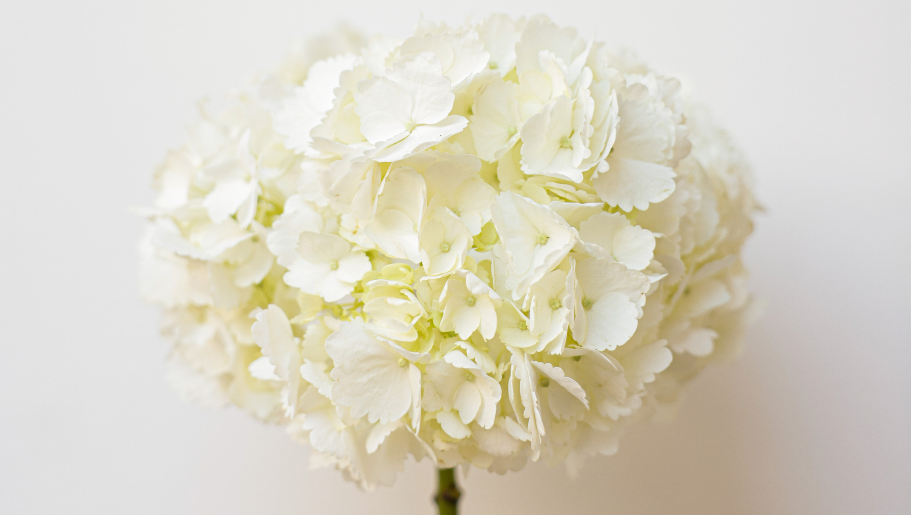 Hydrangeas: The Perfect September Flower