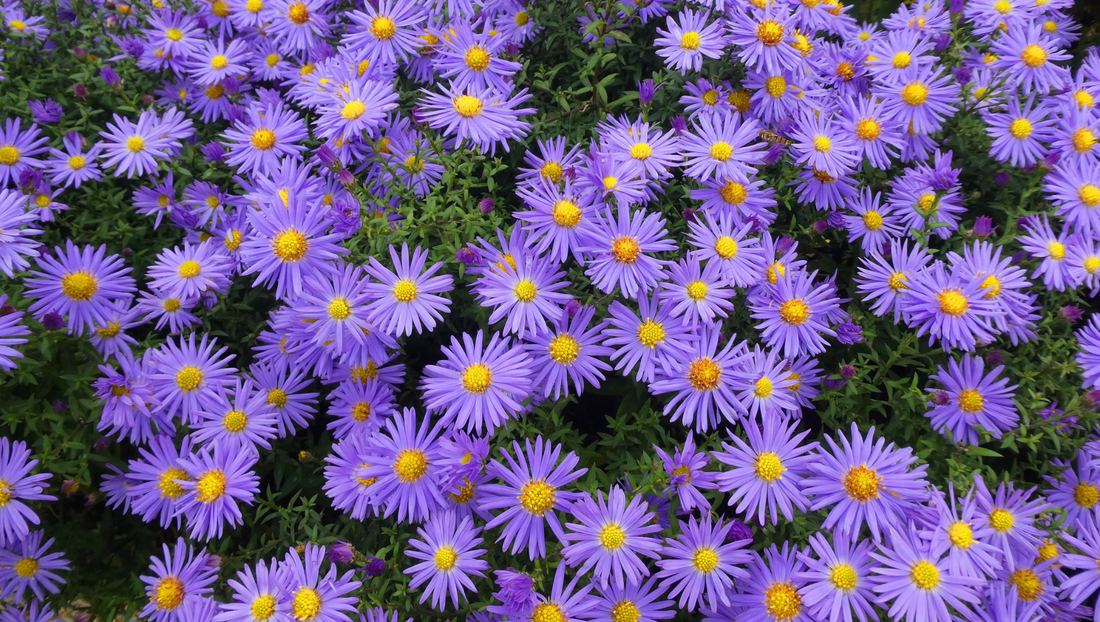 September Birth Flower: Aster Meaning, Symbolism & Birthday Gift Ideas